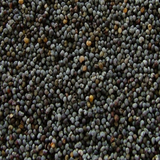 Poppy Seeds