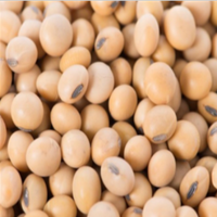 Soya Beans